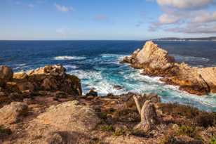 Point Lobos-8011